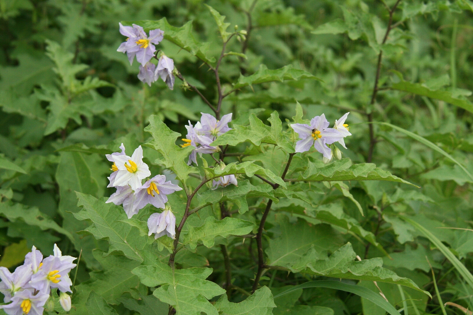 赤地利植物之根用于治疗赤白冷热诸痢, a href="#">跌打 /a>