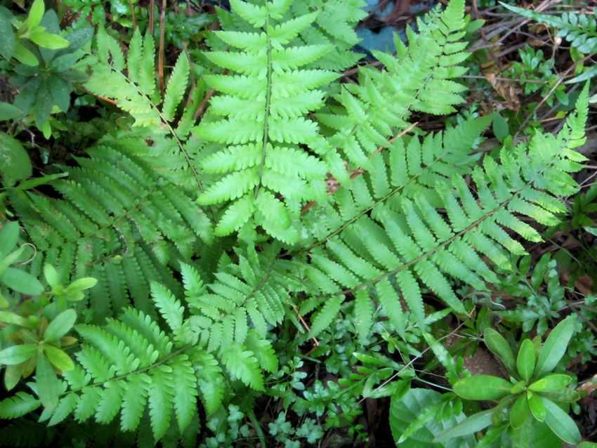  p>秦岭金星蕨,植株高45-60厘米.根状茎斜升.