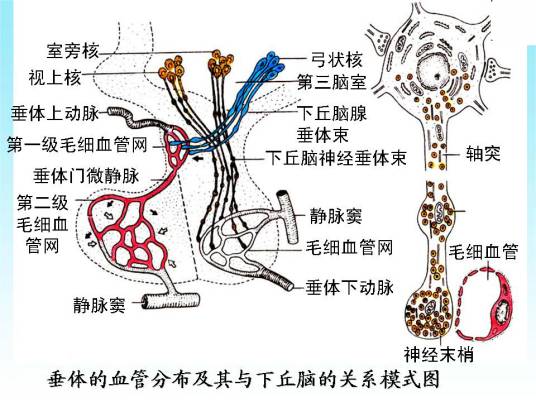 脉弦细_百度百科
