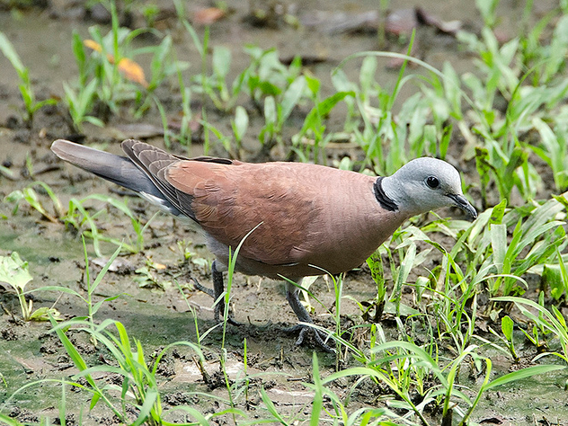  p>火斑鸠(学名:oenopopelia i> tranquebarica /i>),又称红鸠,红斑鸠