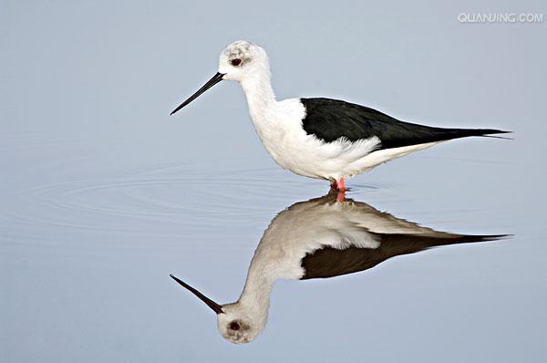  p>黑颈长脚鹬(学名: i>himantopus mexicanus /i>)是一种修长的黑白