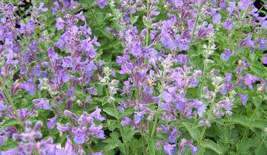 是唇形科荆芥属植物,多年生植物.根茎木质化.