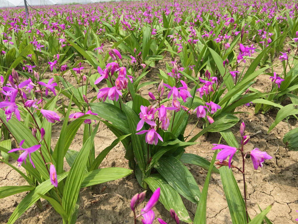 ex murray) rchb. f.),兰科白及属多年生草本球根植物.