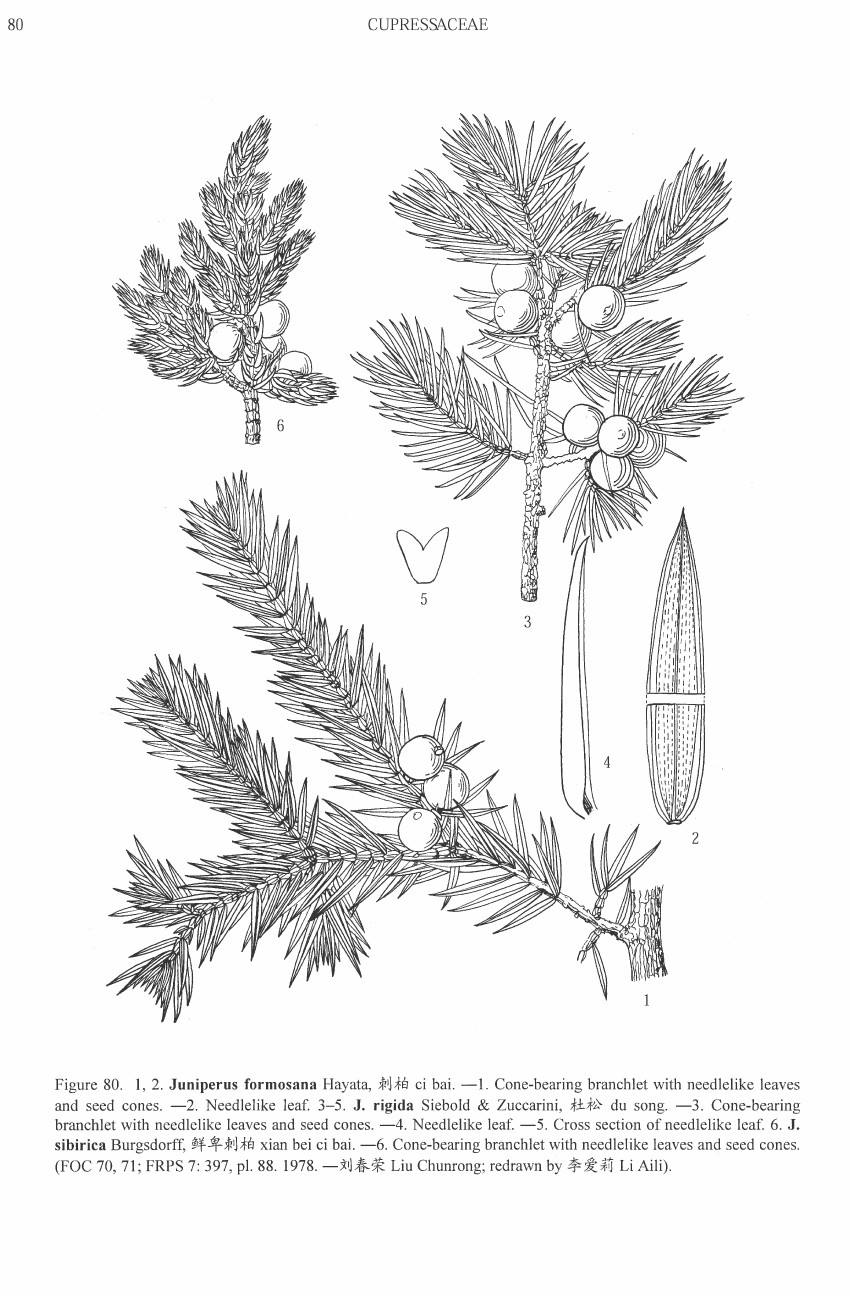  p>西伯利亚刺柏(拉丁名:juniperus sibirica burgsd.