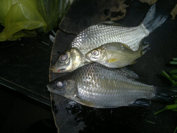 p>三角鲤(学名: i>cyprinus multitaeniata /i>)是 a href="#" data