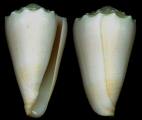  p>大理石芋螺(学名:conus marmoreus)网状花纹清晰,贝壳厚实.