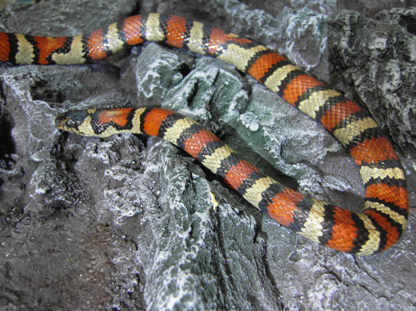  p>墨西哥黑王蛇分布地区较广,是一种携带黑化基因