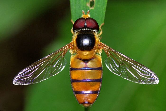  p>双翅目(diptera)是 a href="#" data-lemmaid="1622398">节肢动物