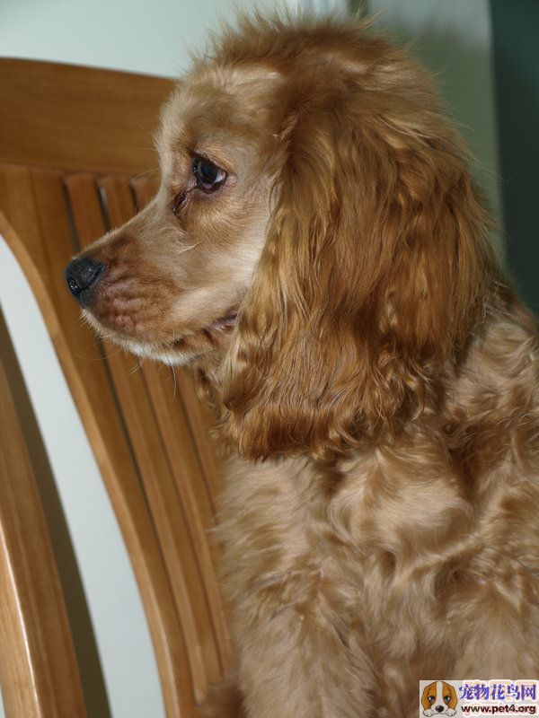  p> a href="#" data-lemmaid="2020548">英国可卡犬 /a>(英文名