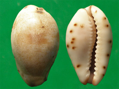  p>小眼宝螺(学名:purpuradusta gracilis gracilis)是腹足纲宝螺科的