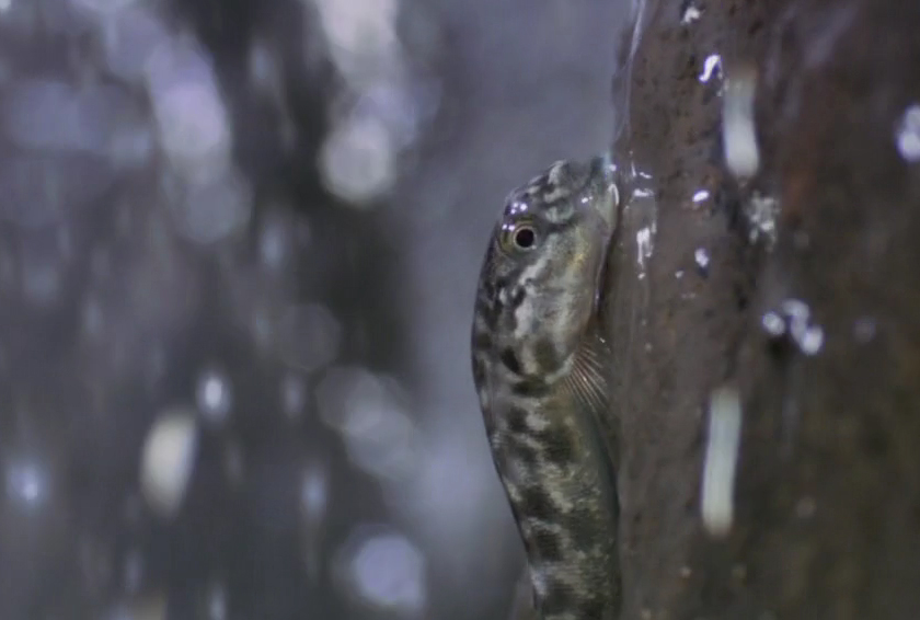 小虾虎鱼 全网资源