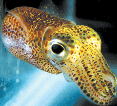 夏威夷短尾鱿鱼