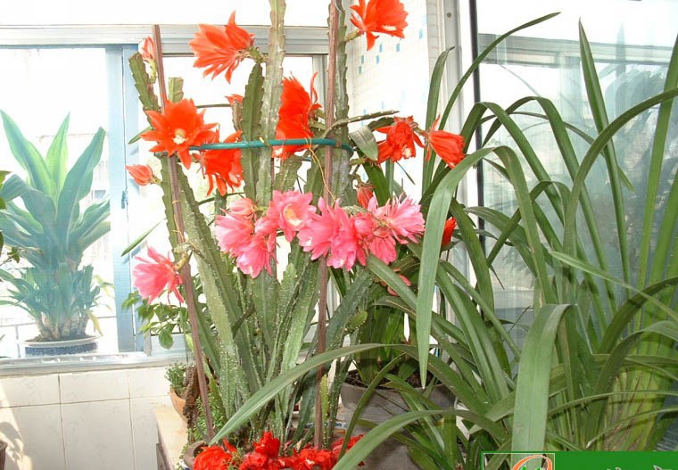  p>令箭荷花( i>nopalxochia ackermanni /i> i>i /i> kunth),为 a