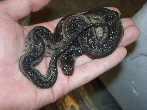 瘰鳞蛇是一个完全生活于水中的蛇种,暂时未有任何亚种被确认. /p>