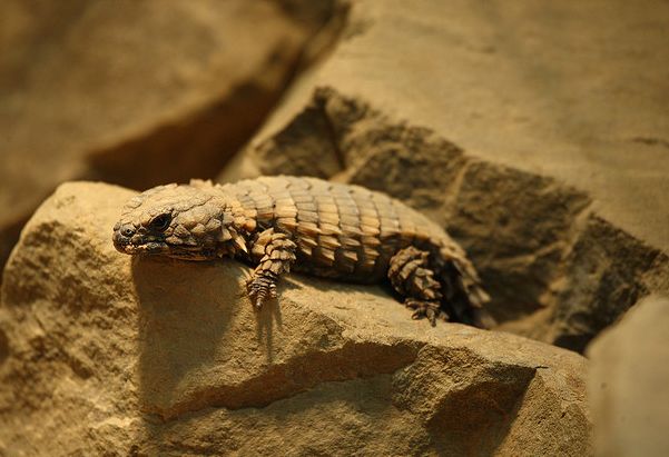 armadillo spiny-tailed lizard