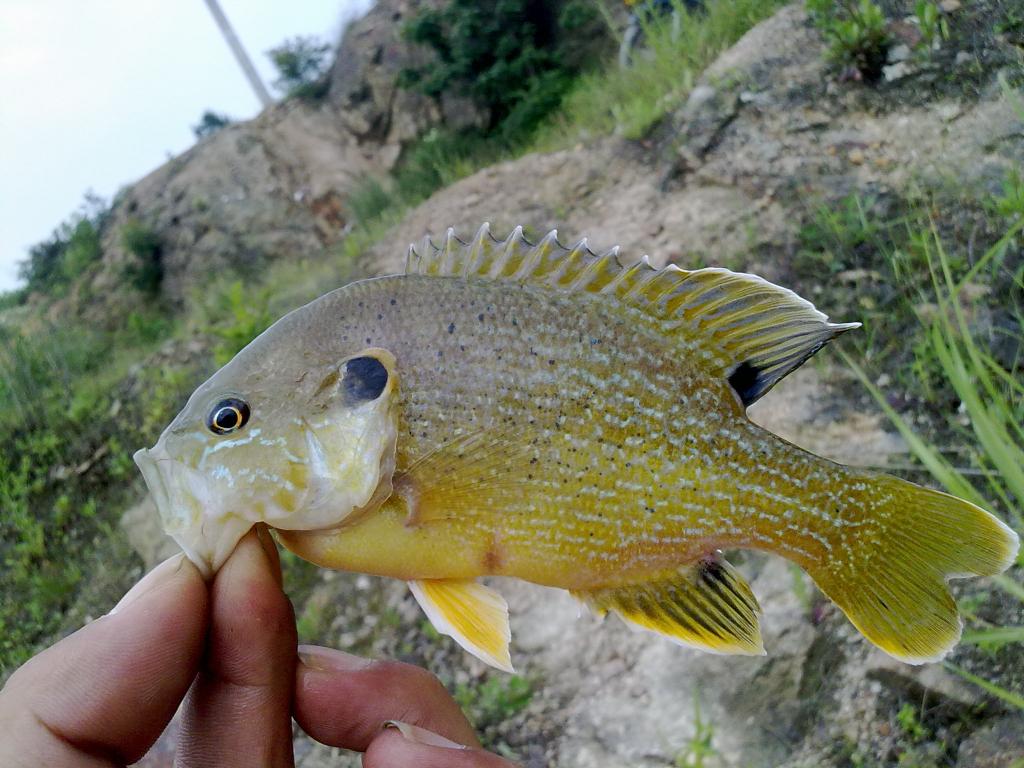  p>太阳鱼, a target="_blank" href="/item/淡水鱼类/4446197" data