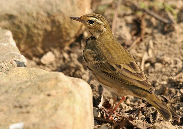 anthus hodgsoni hodgsoni