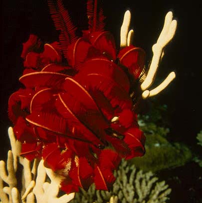  p>海百合是一种始见于早 a target="_blank" href="/item/寒武纪