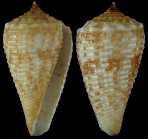  p>罗兰芋螺是芋螺科, a href="#" data-lemmaid="13571915">芋螺属 