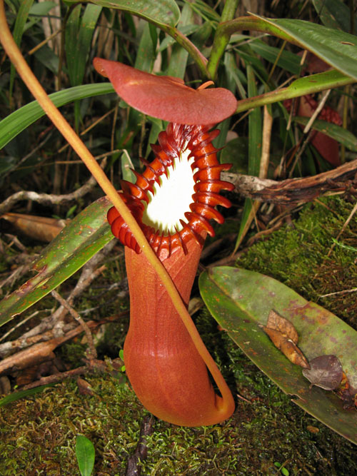  p>爱德华猪笼草,学名nepenthes edwardsiana,是 a href="#" data