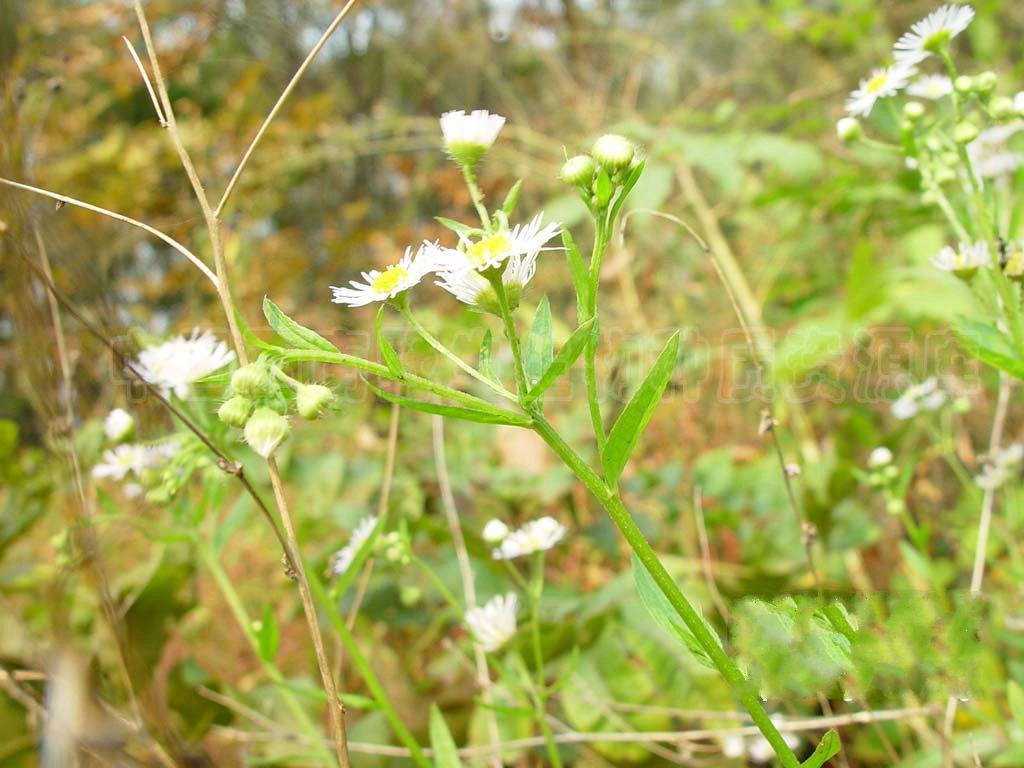  p>香丝草(学名:conyza bonariensis i>(l.) cronq.