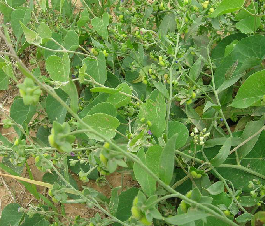  p>琉璃草根,中药名.