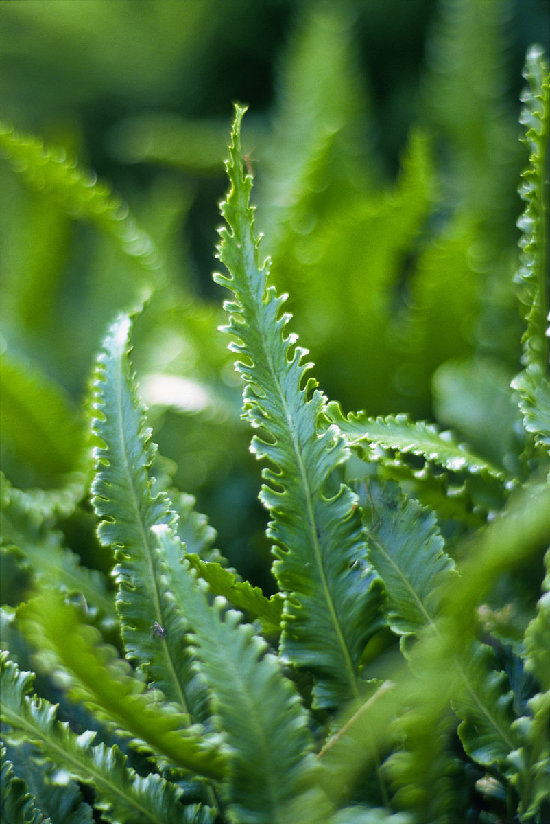  p>角蕨(学名: i>cornopteris decurrenti-alata /i>&nbsp;(hook.