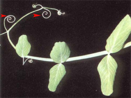 有的卷须是从茎演变而成的,如葡萄的;有的卷须是从叶子演变而成的,如