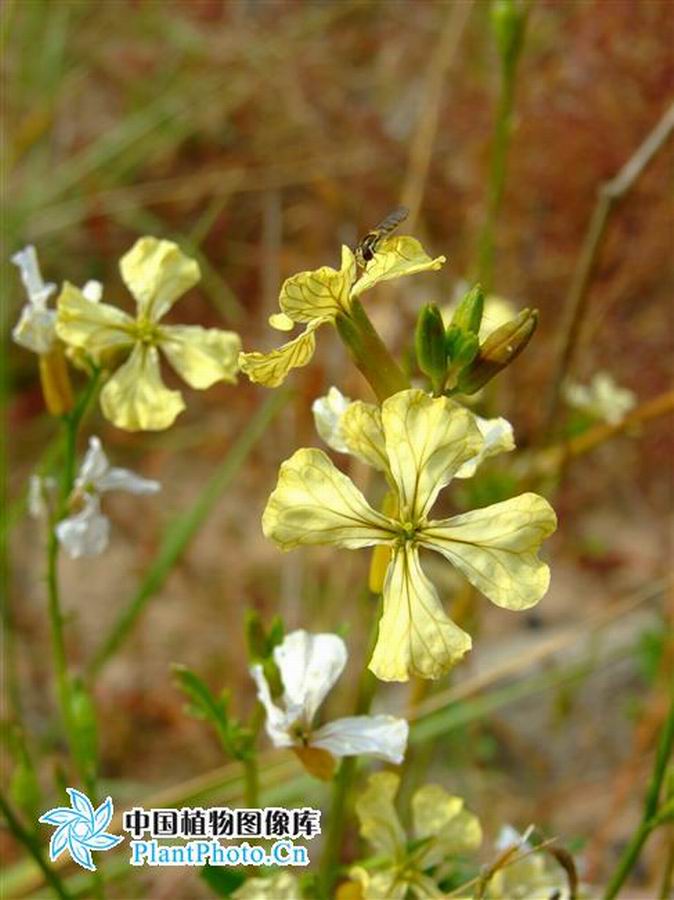  p>芝麻菜(学名: i>eruca sativa /i> mill.