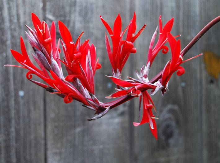  p>紫叶美人蕉(学名: i>canna warszewiczii /i> a. dietr.