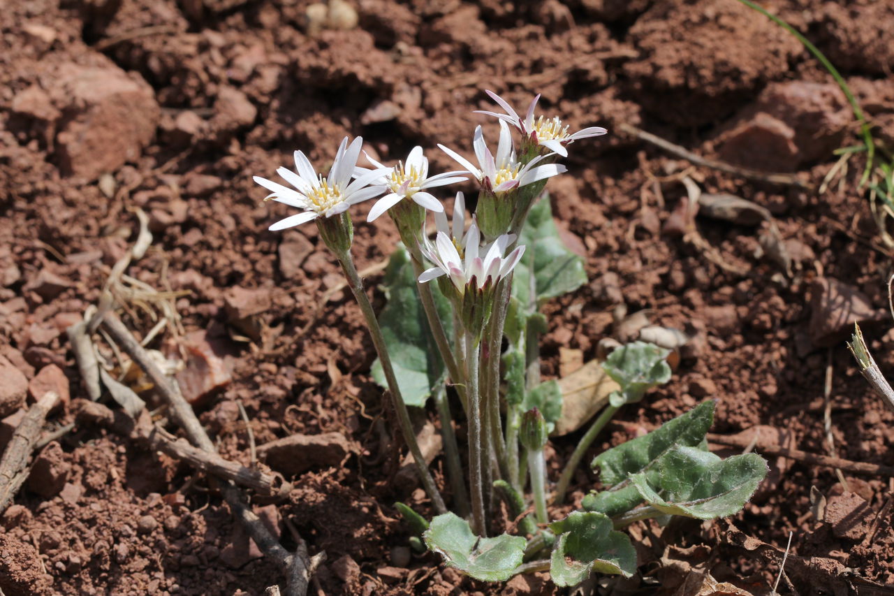  p>蒙自大丁草(学名: i>gerbera henryi /i>)是菊科 a target="_blank