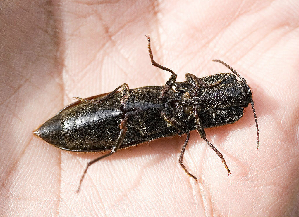  p>叩甲科,为叩甲总科中最大的科,广布全世界,已知超过1万种,体形多