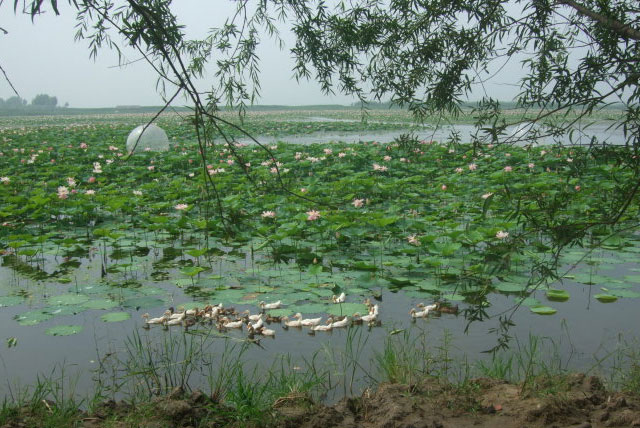大庆莲花湖