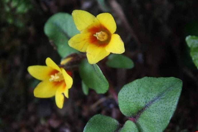  p> b>南平过路黄 /b>(学名: i>lysimachia nanpingensis /i>)为 a