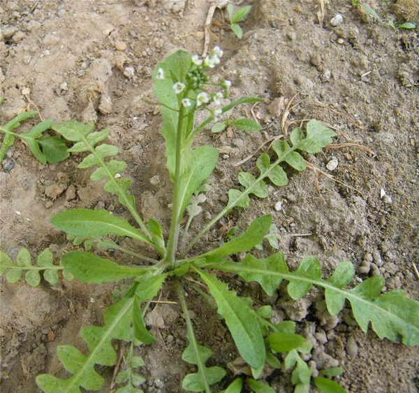 十字花科荠属 a target="_blank" href="/item/一年生">一年生 /a>或