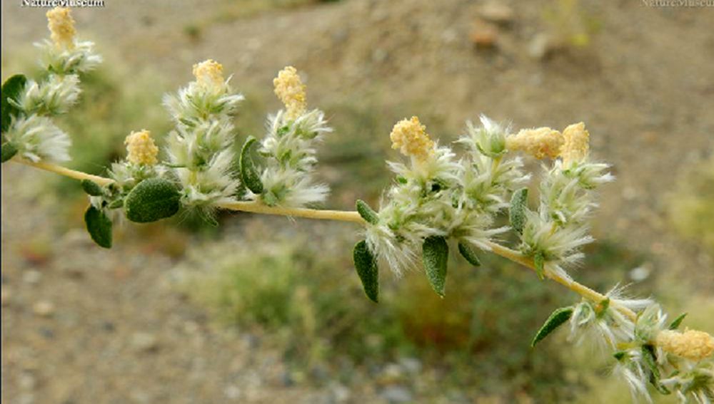 reveal et holmgren)是 a>藜科 /a>,驼绒藜属多年生植物,灌木植.