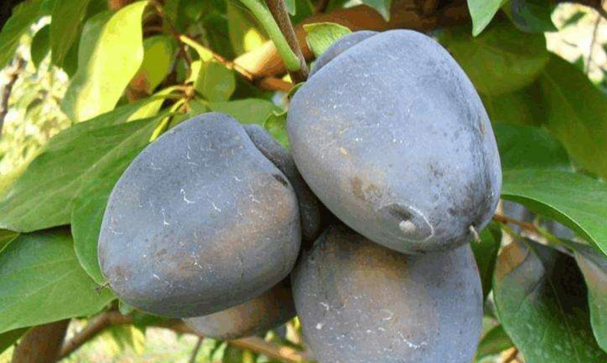 diospyros nitida merr.