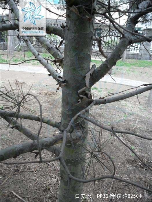 pinus bungeana zucc. ex endl.