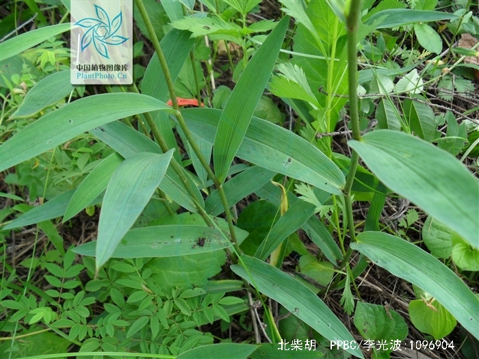 是伞形科柴胡属多年生 a href="#">草本 /a>植物,高可达85厘米.