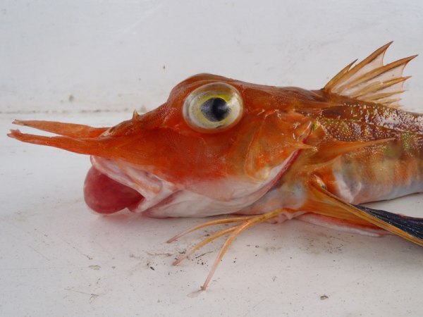 pterygotrigla multiocellata