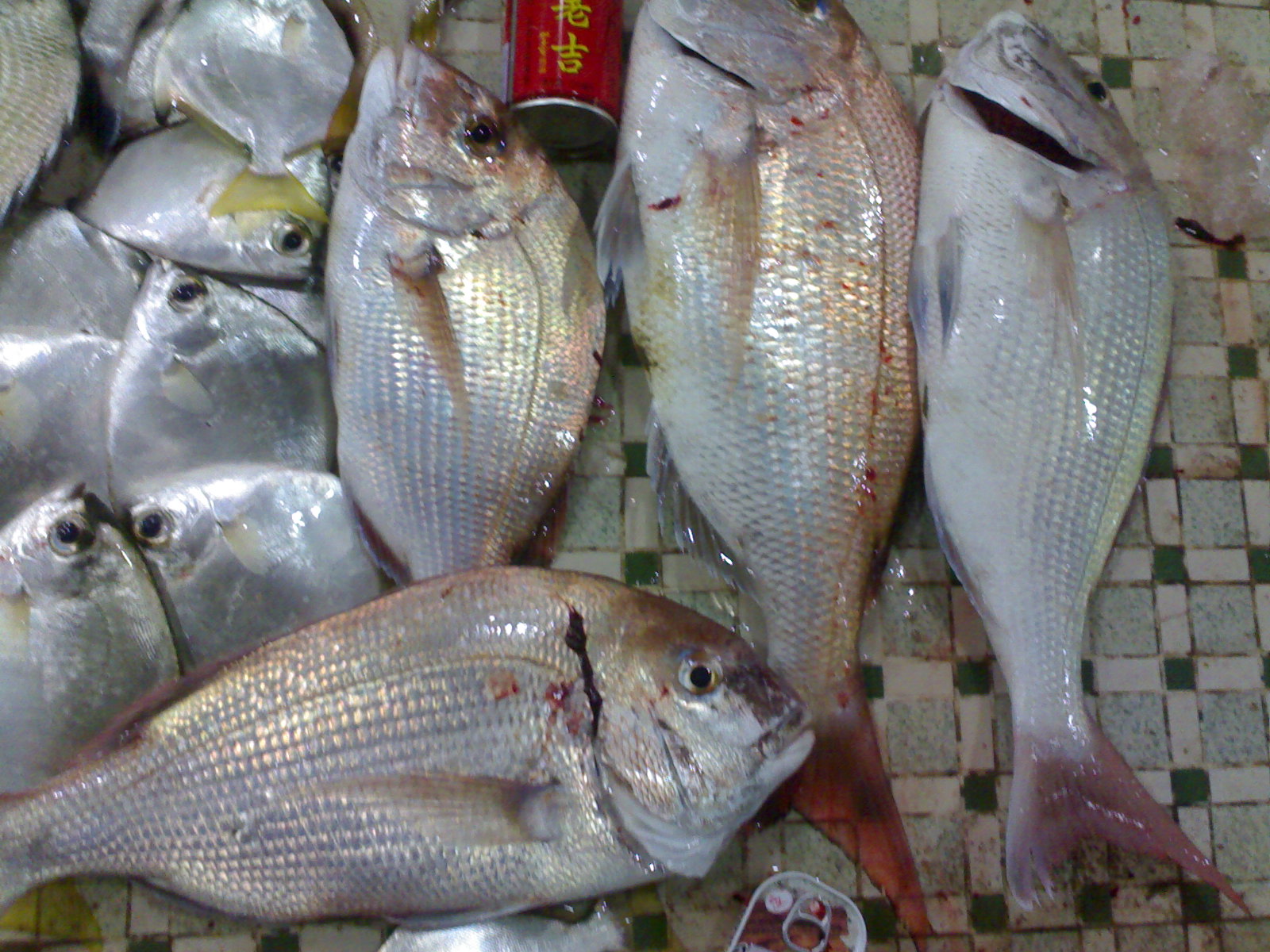  p>真鲷(学名: i>pagrus major /i>)是鲷科,真鲷属鱼类.