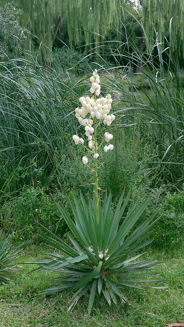 " data-lemmaid="6632464">天门冬科 /a>,属内约30种,该属植物 a