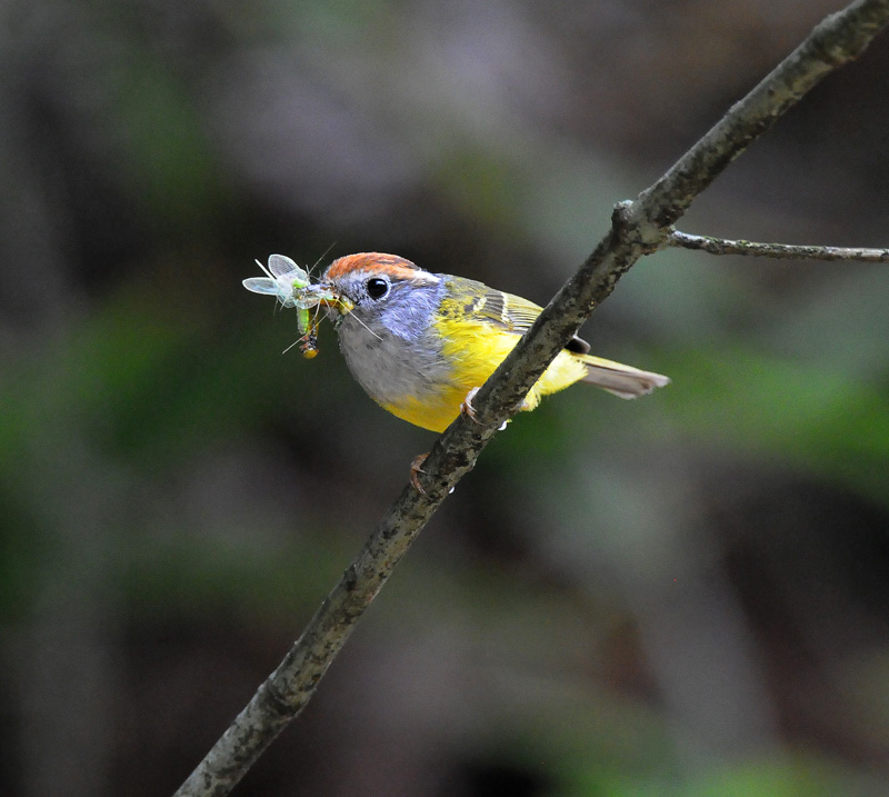 栗头鹟莺华南亚种