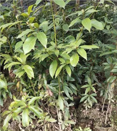 闽楠_百度百科