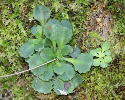 楔叶虎耳草_百度百科