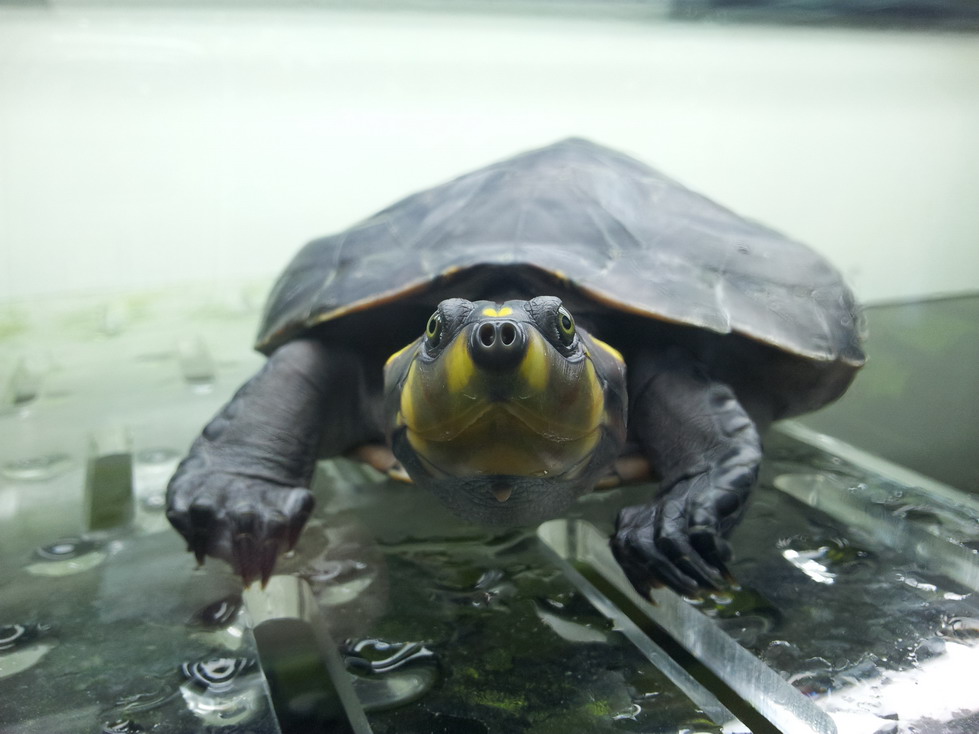  i>podocnemis unifilis /i>)是侧颈龟科,南美侧颈龟属动物