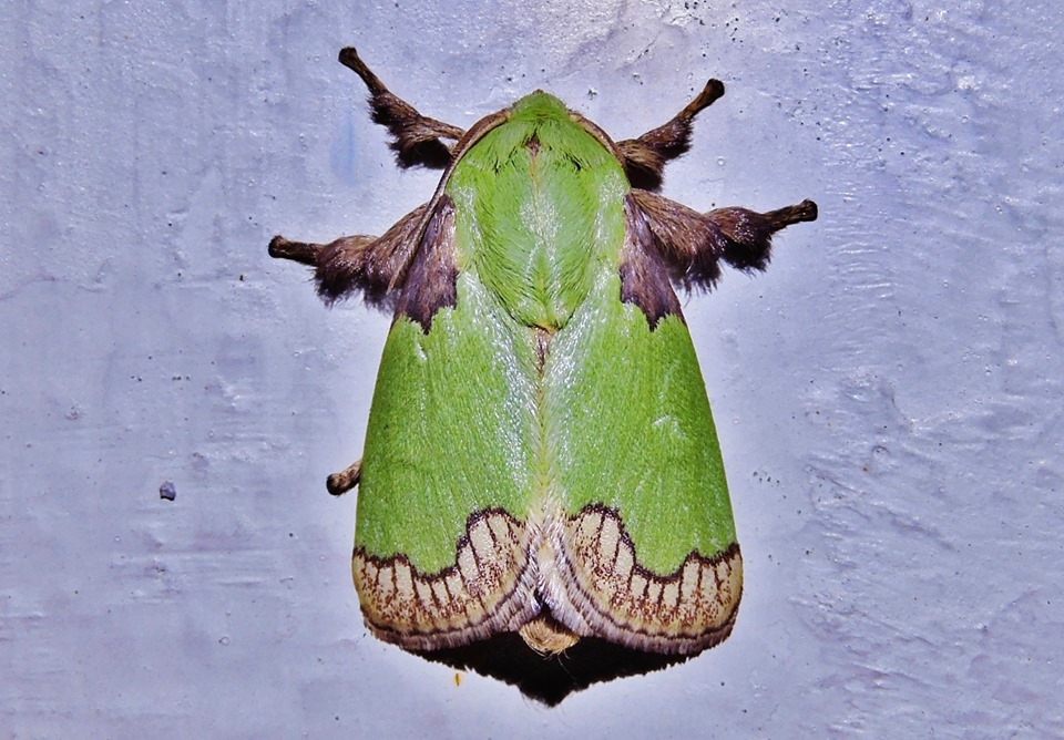 油桐褐边绿刺蛾