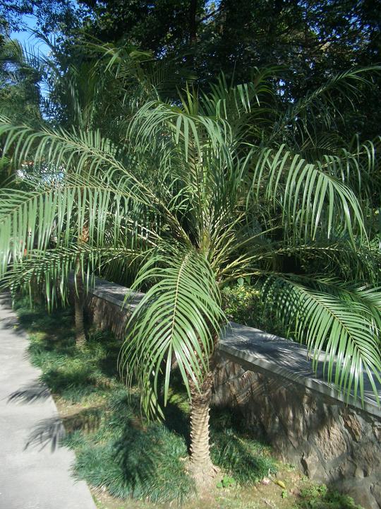  p data-id="gnbxtyossa">软叶刺葵(拉丁学名:phoenix roebelenii o.