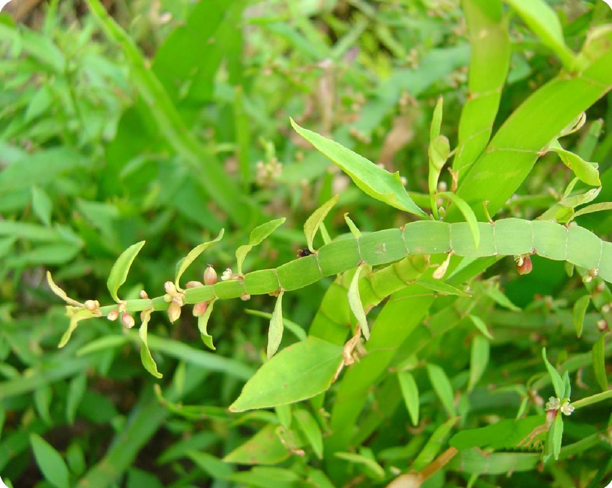竹节蓼（蓼科千叶兰属植物）_百度百科