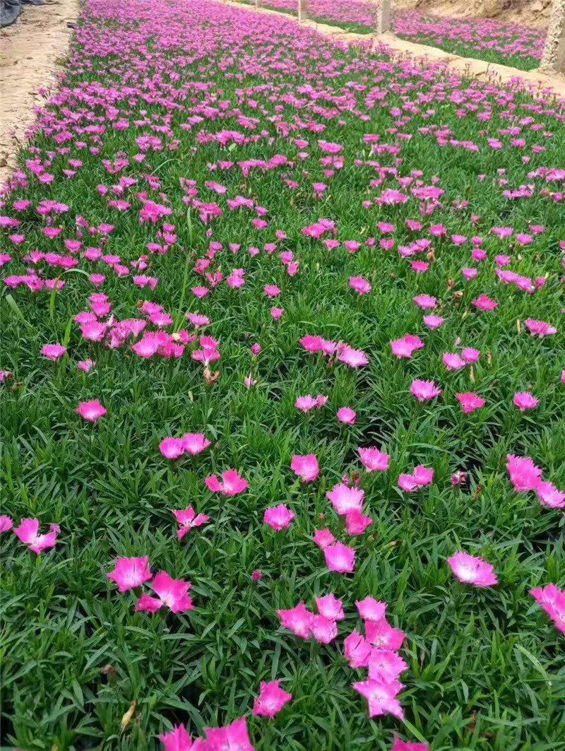  p data-id="go0lm8opvm">欧石竹(carthusian p